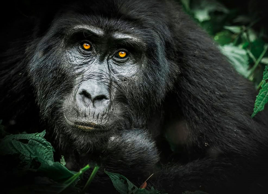 1-Day-Mgahinga-Gorilla-trekking