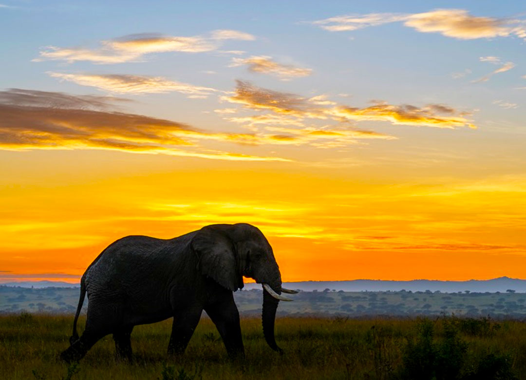 10-Days-Best-Of-Uganda-Safari