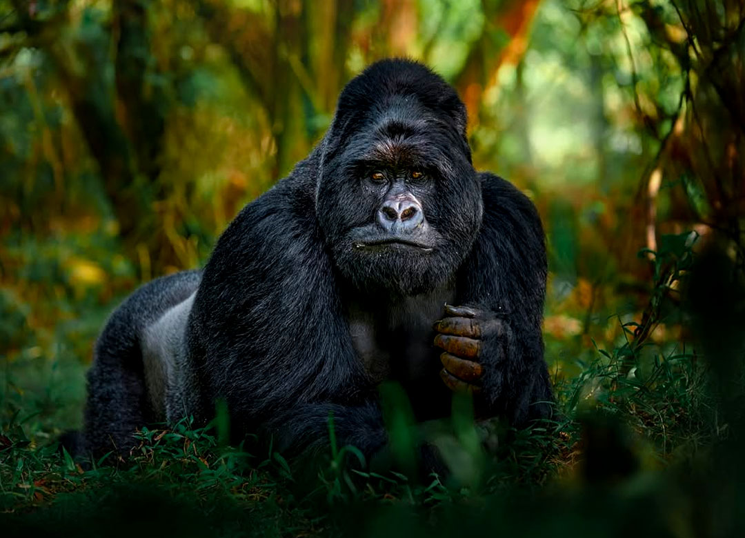 2-Days-Mgahinga-Gorilla-Trek