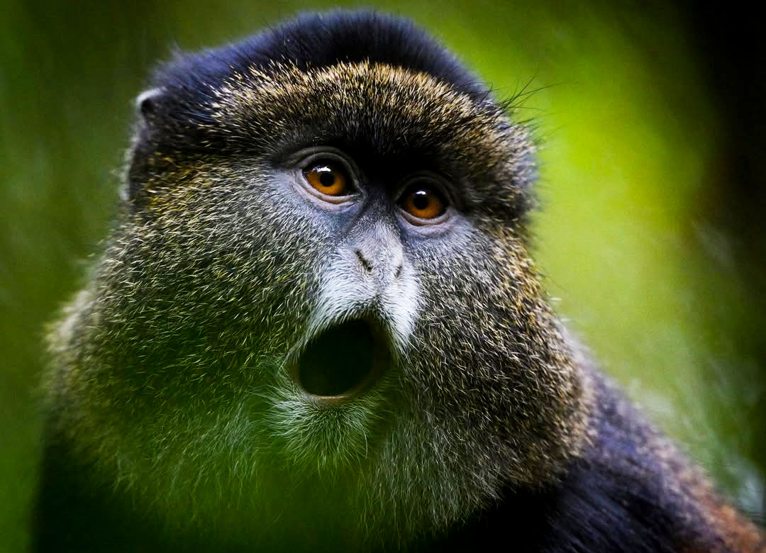 3-days-Gorilla-and-Golden-Monkey