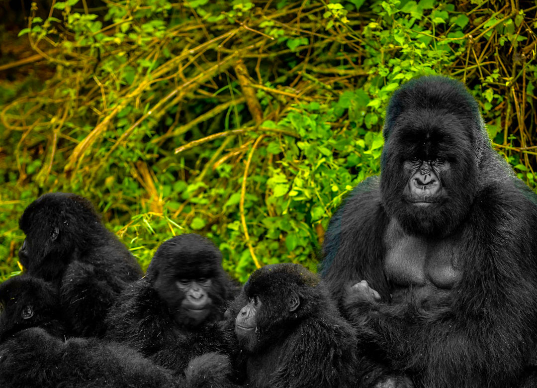 4-Day-Bwindi-and-Mgahinga-Double-Trek