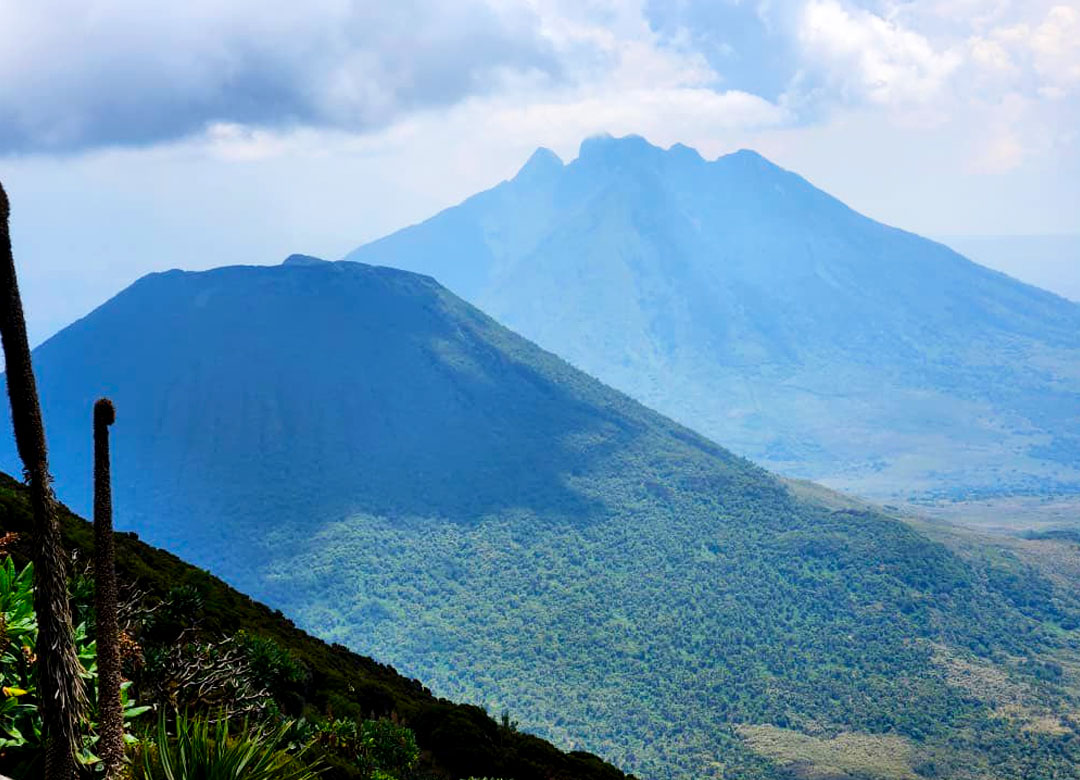 4-Days-Golden-Monkey-and-Sabinyo-Hike