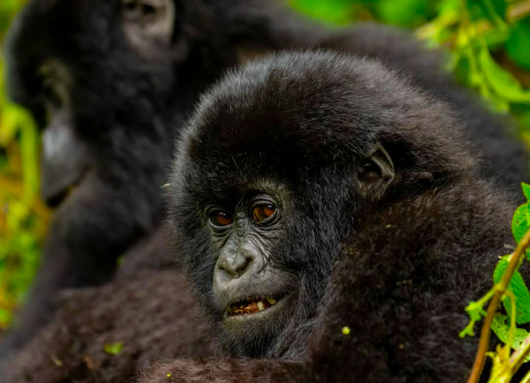 5-Days-Gorilla-and-Sabinyo-Hike
