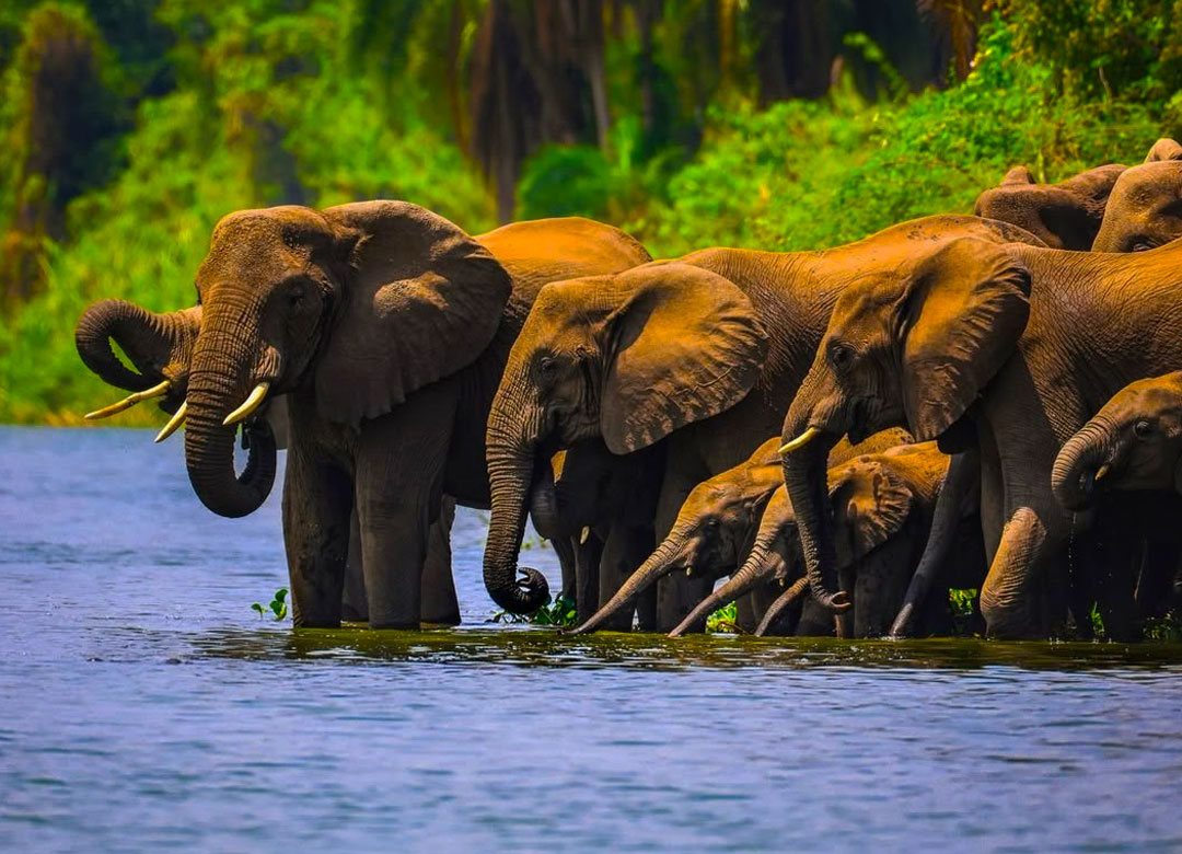 7-Days-Mgahinga-Gorilla-and-Safari