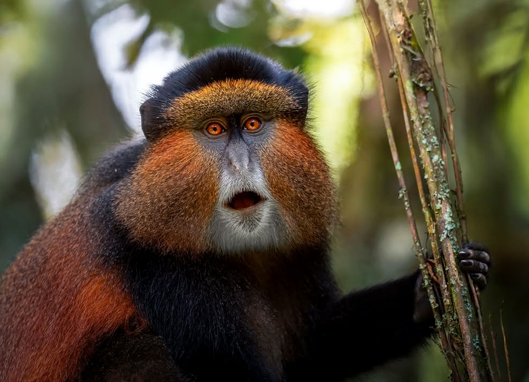 Golden-Monkey-Trekking-in-Mgahinga-Gorilla-National-Park