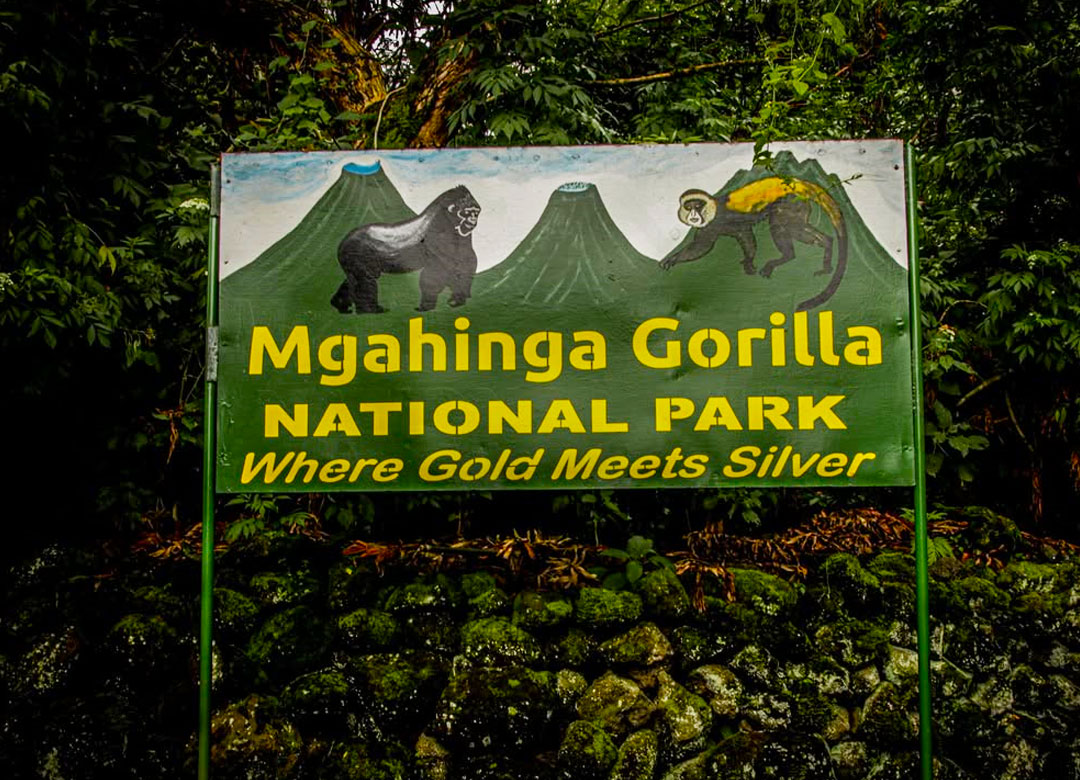 Mgahinga Gorilla Trekking Experience