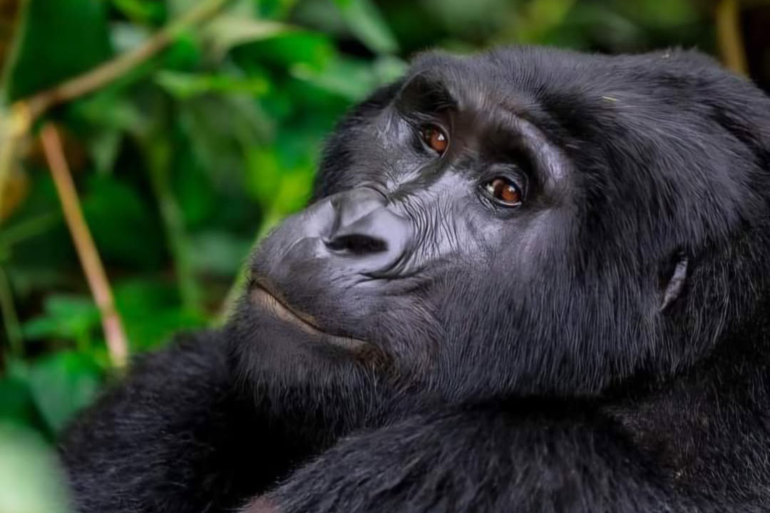 Lodges in Mgahinga Gorilla National Park