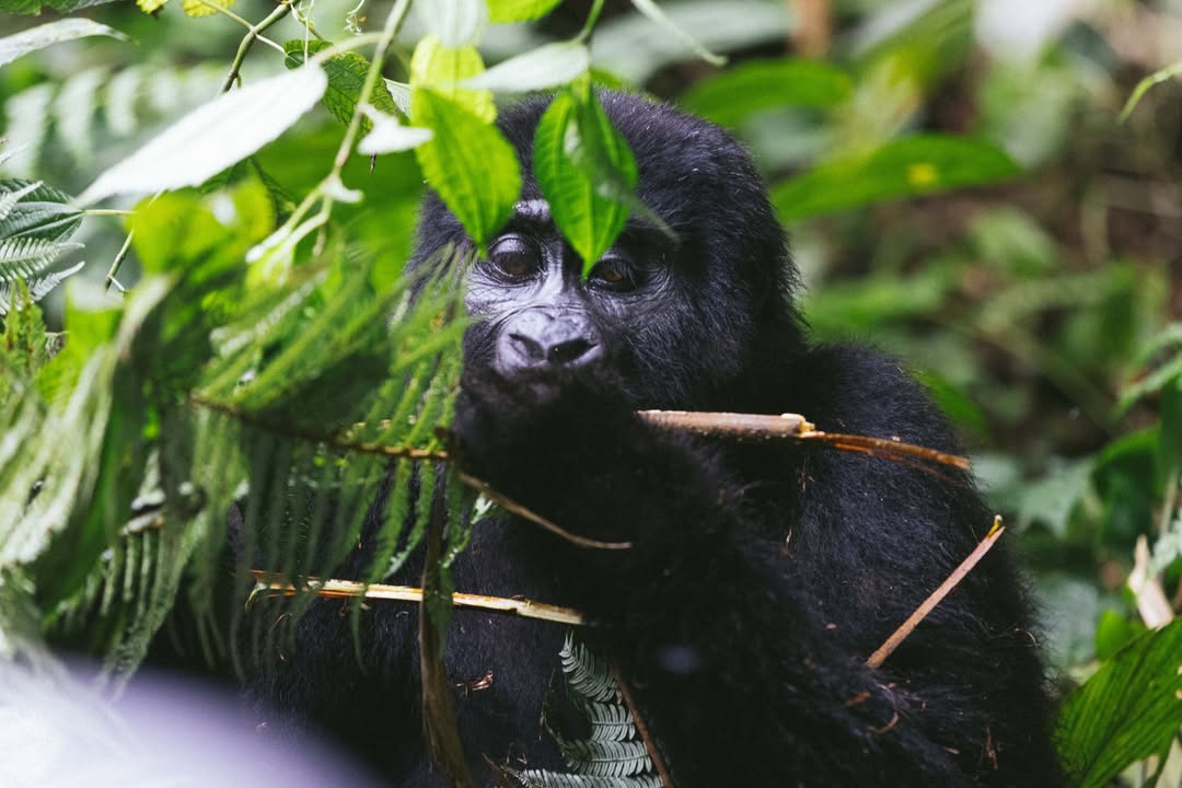 Travel Tips for Mgahinga