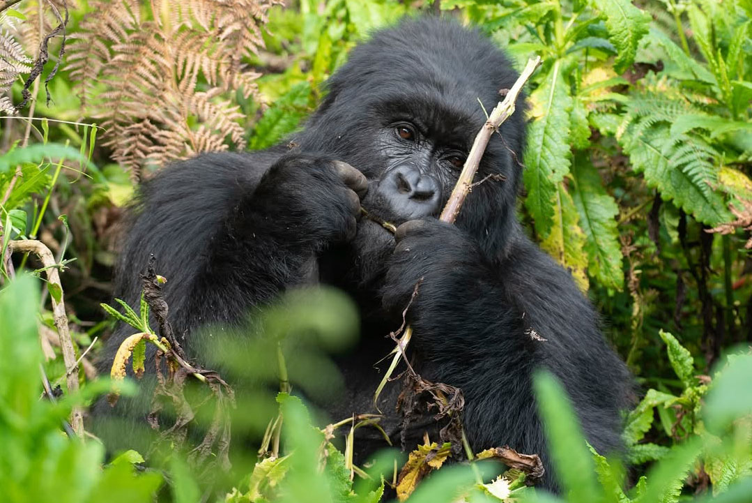 Is Gorilla Trekking Safe in Mgahinga