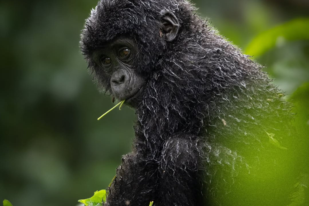 Budget lodges near Mgahinga