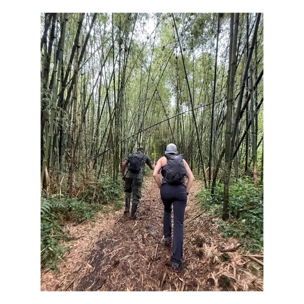 Bamboo zone on Mt. Sabinyo