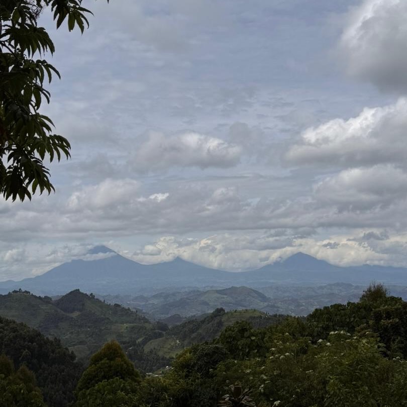 East Africa Gorilla Trekking Guide