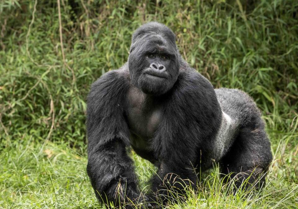 East Africa Gorilla Trekking Comparison