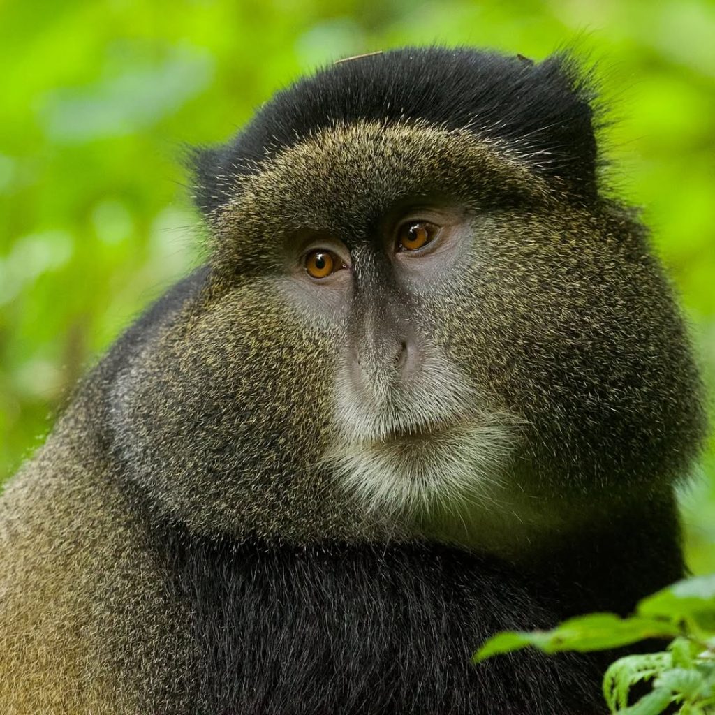 Golden Monkey Trekking tours