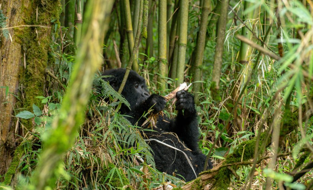 Mgahinga Gorilla National Park