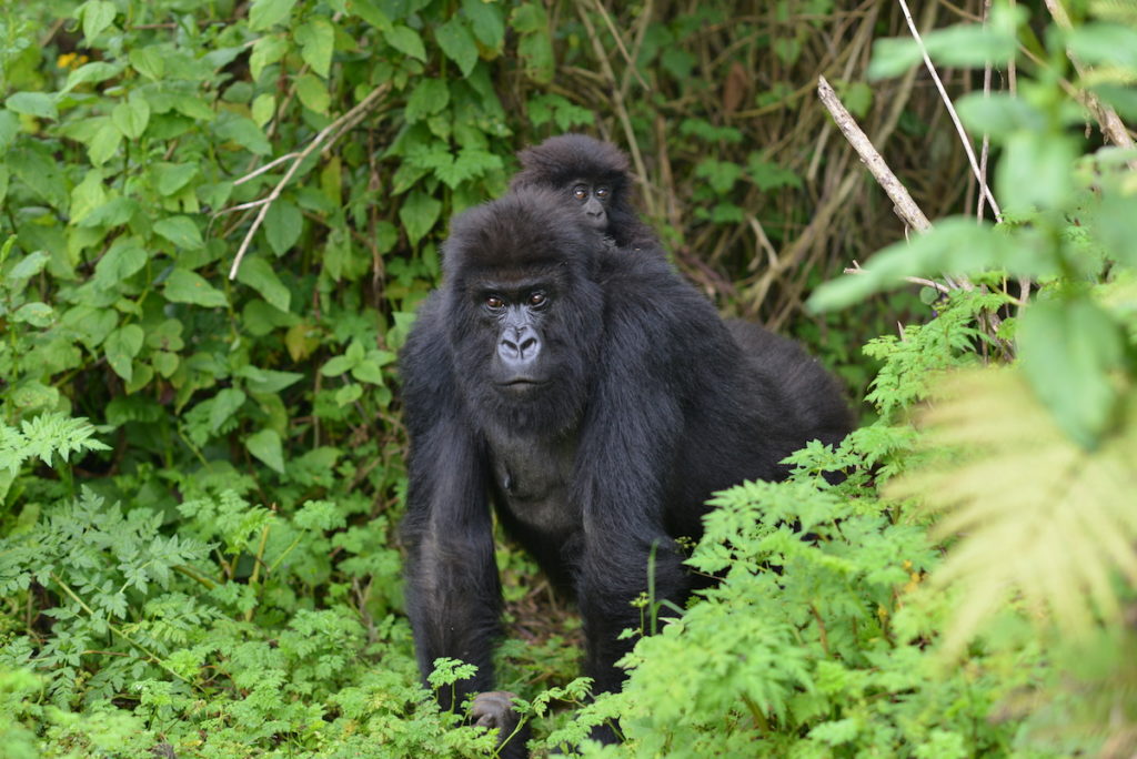 Mountain Gorilla Interesting Facts