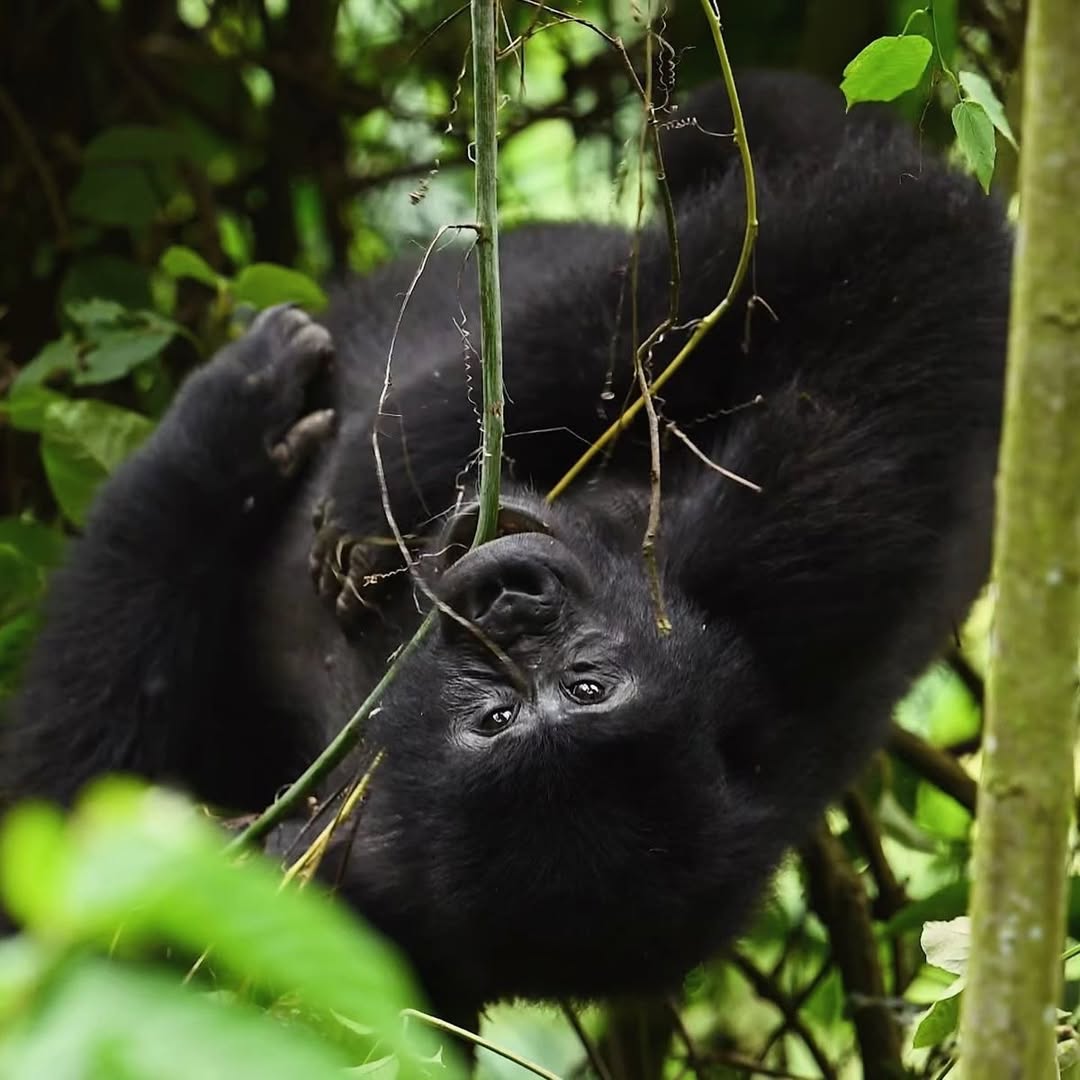 Gorilla Trekking Age Limit