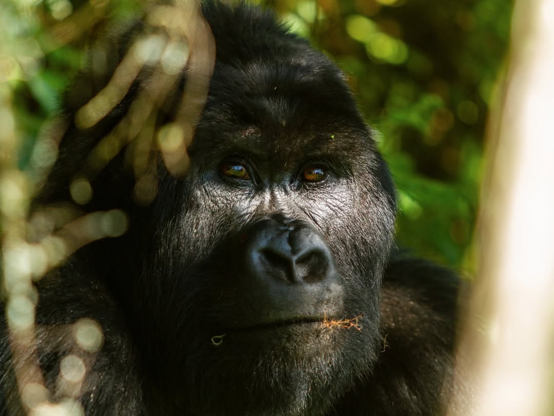 Gorilla Trekking Mgahinga Difficulty