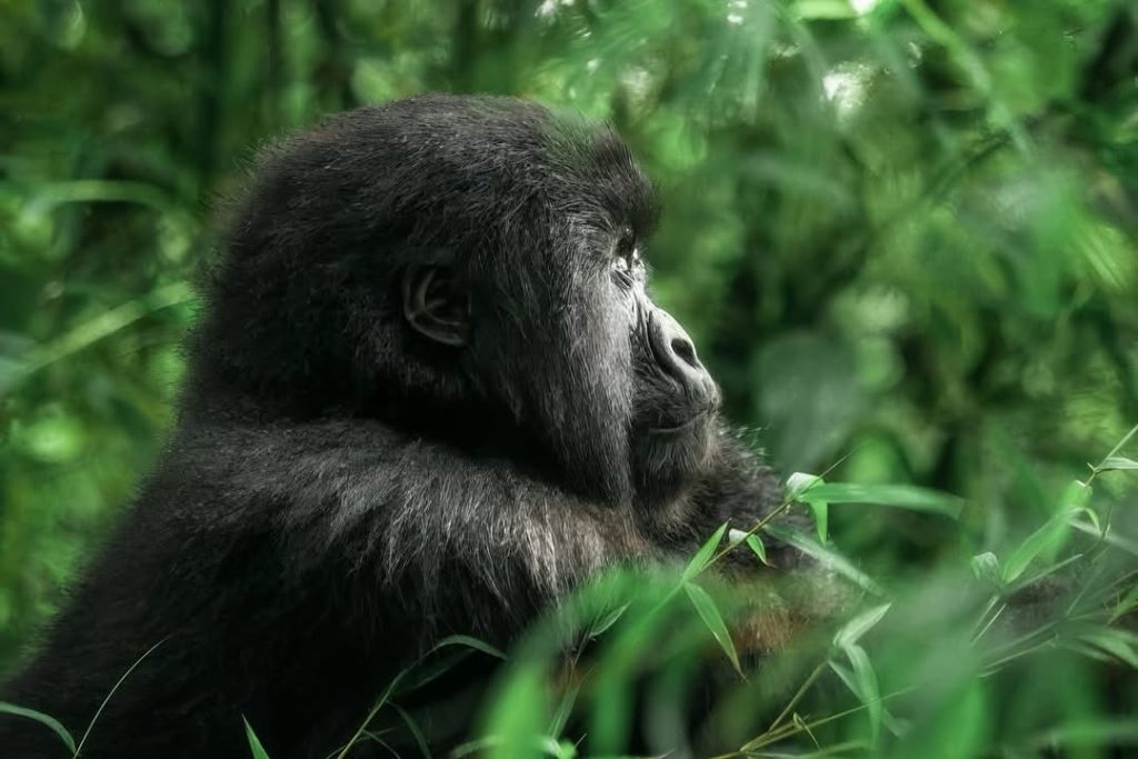 Juvenile from Nyakagezi Gorilla Family