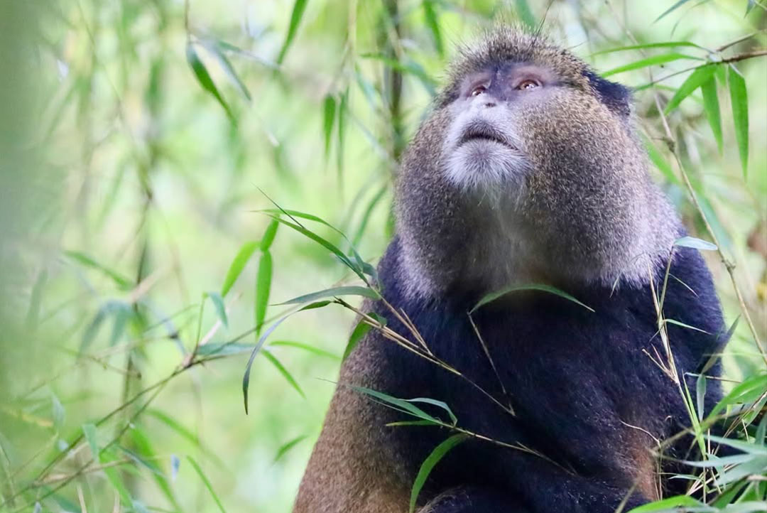 Packing List for Gorilla Trekking