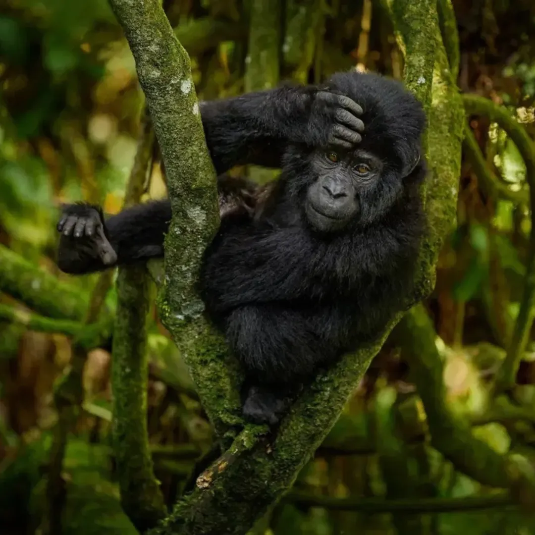 Mgahinga Endangered Species Guide