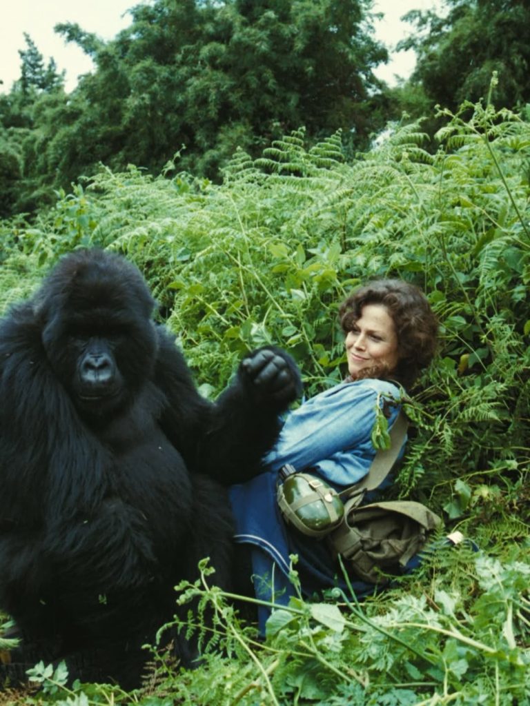 Mgahinga Gorilla Trekking Rules