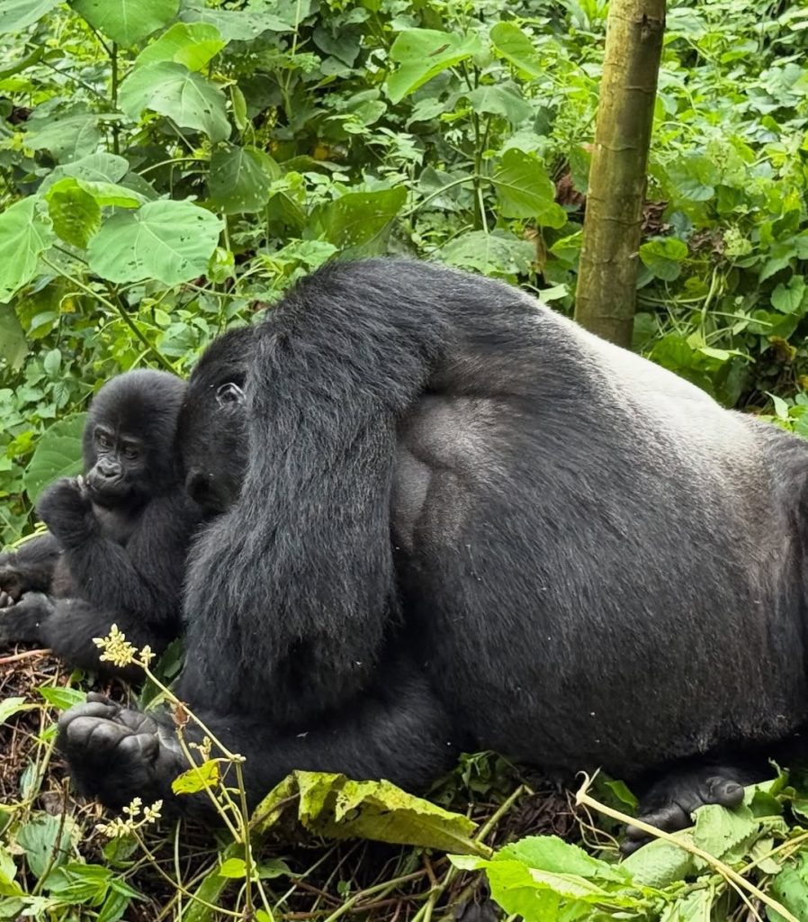 Gorilla Families n Mgahinga