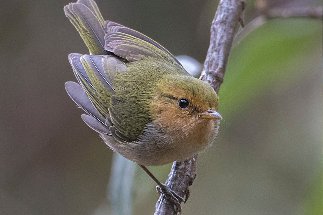 Exploring Volcanoes National Park