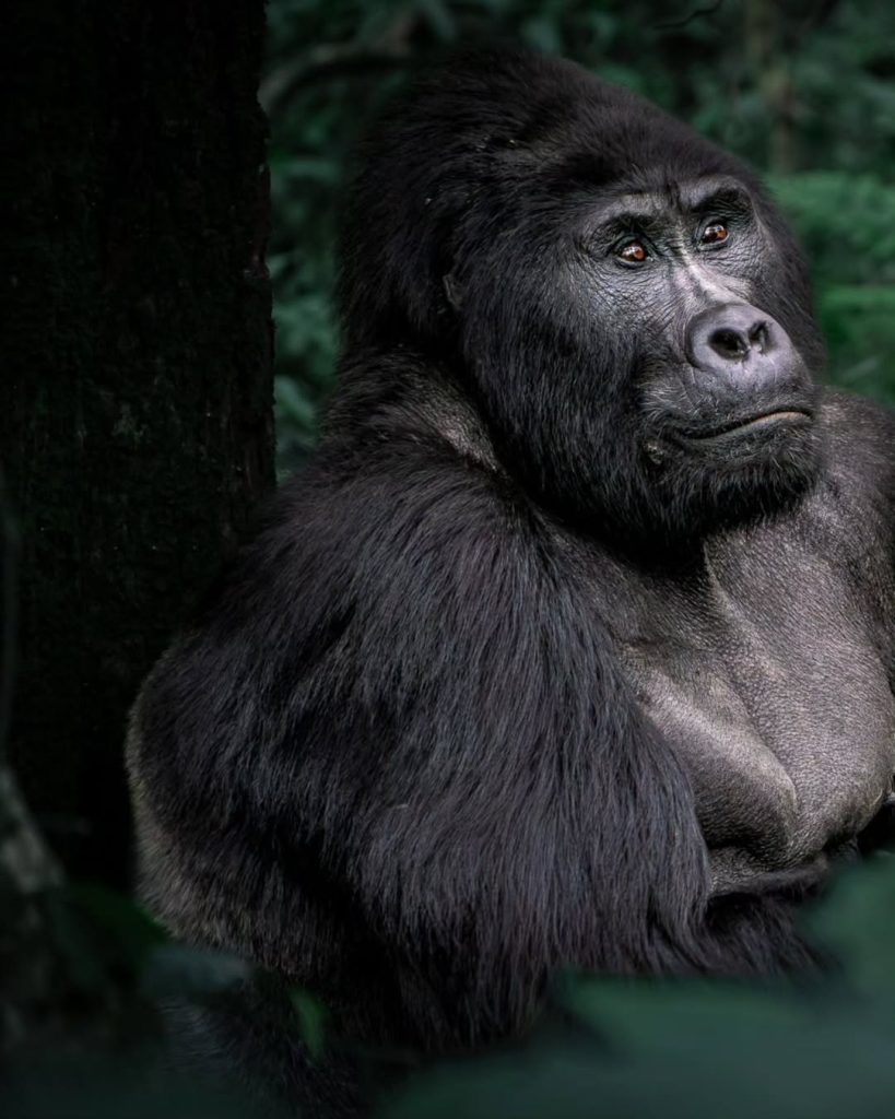 Gorilla trekking in Mgahinga Gorilla National Park