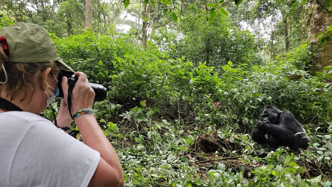 Virunga Mountains Wildlife Overview