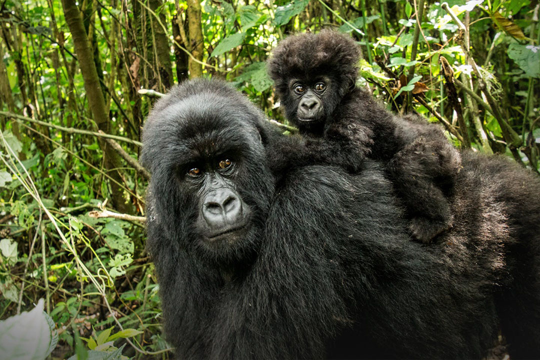 Virunga National Park safari