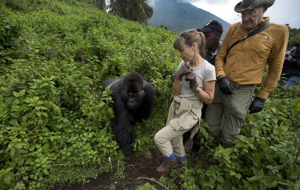 Mgahinga Gorilla Conservation Efforts