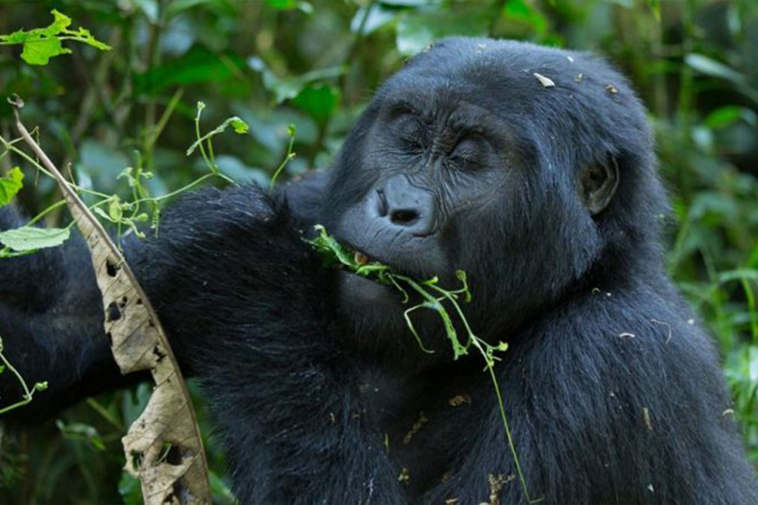 Attractions near Mgahinga