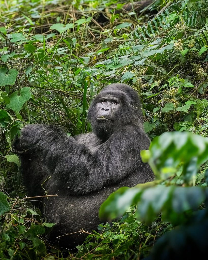 gorilla conservation in Mgahinga