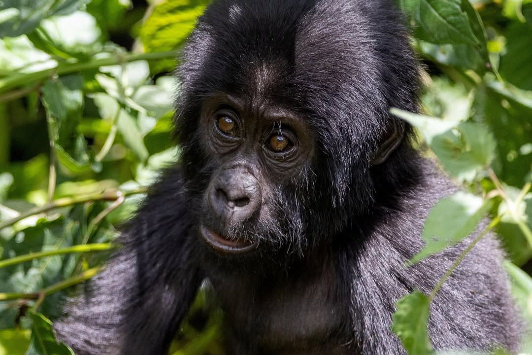 Mount Gahinga Lodge Uganda